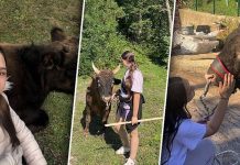 Amina Bjelić, 14-godišnja trenerica bikova koja ruši predrasude: Ljubav prema ovom poslu nema spol