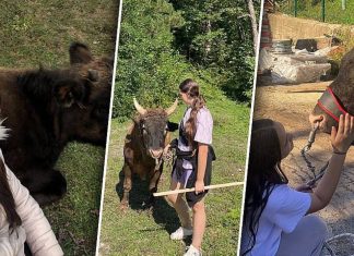 Amina Bjelić, 14-godišnja trenerica bikova koja ruši predrasude: Ljubav prema ovom poslu nema spol